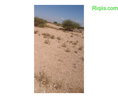 dhul iiba  15m×30m = 450m2 Land for Sale - Image 2