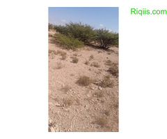 dhul iiba  15m×30m = 450m2 Land for Sale - Image 3