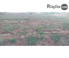 beer iiba 500m hargeisa land for sale - Image 3