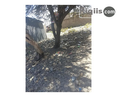 dhul iiba 17mx10m = 170m2 Borama land for sale - Image 2