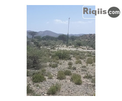 jago iiba 30mx15m = 450m2 Borama land for sale - Image 1