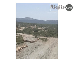 jago iiba 30mx15m = 450m2 Borama land for sale - Image 3