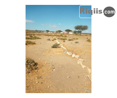 jago 30mx30m = 900m2 iiba Borama land for sale - Image 1