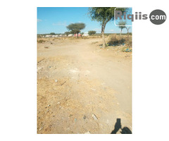 jago 30mx30m = 900m2 iiba Borama land for sale - Image 2