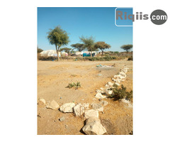 jago 30mx30m = 900m2 iiba Borama land for sale - Image 3