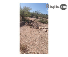 jago iiba 15mx30m = 450m2 Borama land for sale - Image 1