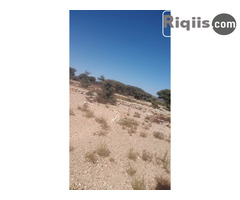 jago iiba 15mx30m = 450m2 Borama land for sale - Image 3