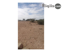 dhul iiba 30mx30m = 900m2 Borama land for sale - Image 3