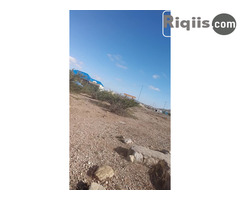 jago iiba 30mx30m = 900m2 borama land for sale - Image 2