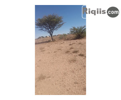 dhul iiba 15mx30m = 450m2 borama land for sale - Image 3